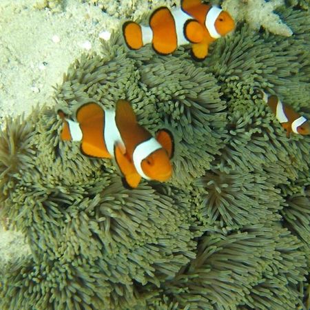 Bidara Cottage Labuhan Pandan المظهر الخارجي الصورة