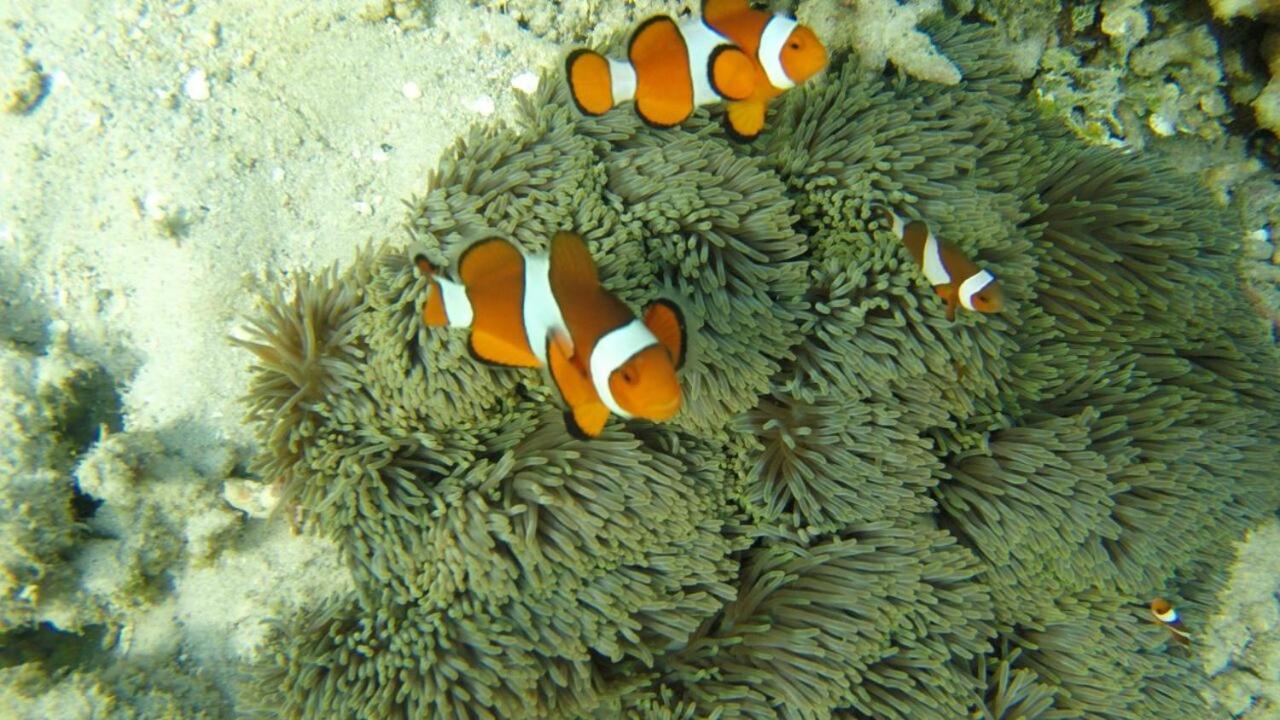 Bidara Cottage Labuhan Pandan المظهر الخارجي الصورة